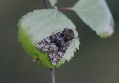 Skogengfly (Apamea illyria)