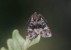 Skogengfly (Apamea illyria)