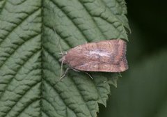 Brunt båndfly (Noctua interjecta)