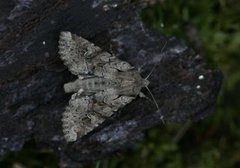 Åkerengfly (Apamea sordens)