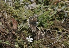 Bakkesmyger (Pyrgus malvae)