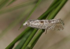 Månevikler (Eriopsela quadrana)