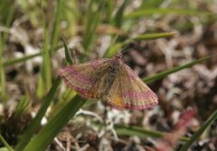 Purpurmåler (Lythria cruentaria)