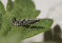 Parornix loganella