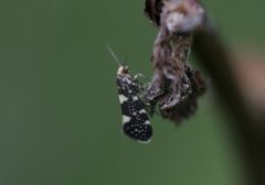 Bringebærknoppmøll (Lampronia corticella)