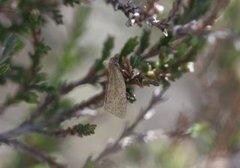 Rustbladvikler (Clepsis senecionana)