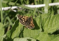 Gulflekksmyger (Carterocephalus palaemon)