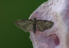 Grumset dvergmåler (Eupithecia subfuscata)