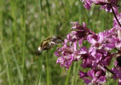 Bredkantet humlesvermer (Hemaris fuciformis)