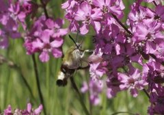 Bredkantet humlesvermer (Hemaris fuciformis)