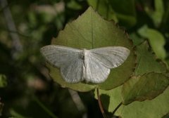 Blåbærurtemåler (Scopula ternata)