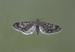 Lyngdvergmåler (Eupithecia nanata)