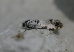 Landøydaengvikler (Eucosma campoliliana)