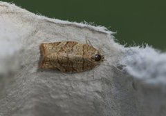 Hasselbladvikler (Pandemis corylana)