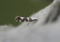 Argyresthia brockeella