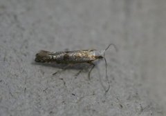 Argyresthia dilectella