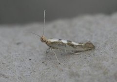 Argyresthia pygmaeella