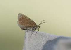 Brun buemåler (Macaria brunneata)