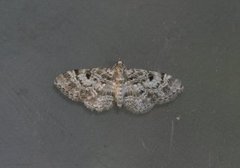 Stor kongledvergmåler (Eupithecia abietaria)