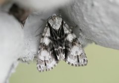 Orekveldfly (Acronicta alni)