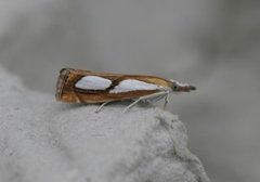 Toflekket nebbmott (Catoptria pinella)