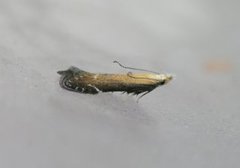 Monochroa cytisella