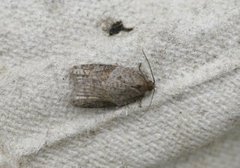 Jordbærflatvikler (Acleris comariana)