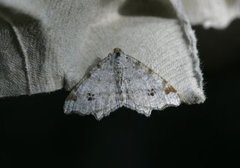 Gul buemåler (Macaria notata)