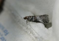 Rognesmalmott (Acrobasis advenella)