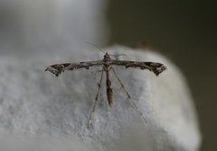 Svinerotfjærmøll (Amblyptilia punctidactyla)