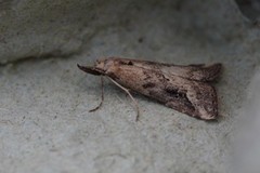 Streknebbfly (Schrankia costaestrigalis)