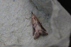 Streknebbfly (Schrankia costaestrigalis)