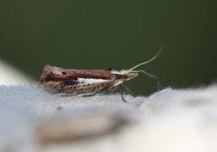 Ypsolopha parenthesella