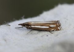 Lyngheinebbmott (Crambus ericella)