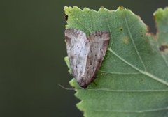 Sølvbunkefly (Photedes minima)