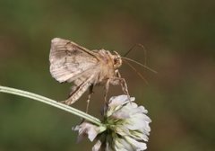 Tyrihjelmfly (Polychrysia moneta)