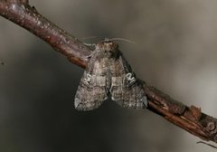 Øyehalvspinner (Tethea ocularis)