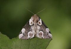 Flekkhalvspinner (Thyatira batis)