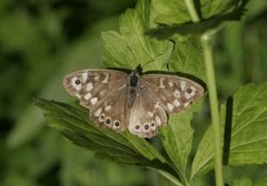 Skogringvinge (Pararge aegeria)