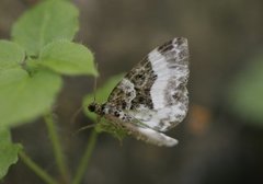 Vassarvmåler (Euphyia unangulata)