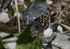 Bakkesmyger (Pyrgus malvae)