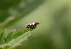 Micropterix aureatella