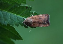 Brunt båndfly (Noctua interjecta)