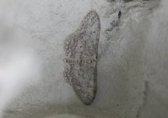 Grå engmåler (Idaea seriata)