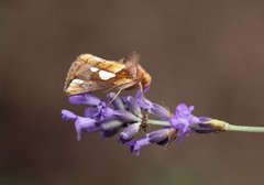 Kortstreket metallfly (Plusia putnami)