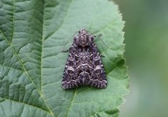 Mørkt engfly (Apamea furva)