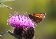 Engsmyger (Ochlodes sylvanus)