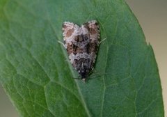 Olivenvikler (Orthotaenia undulana)