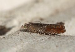 Orekveldvikler (Epinotia tenerana)