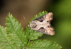 Sumpengfly (Lateroligia ophiogramma)